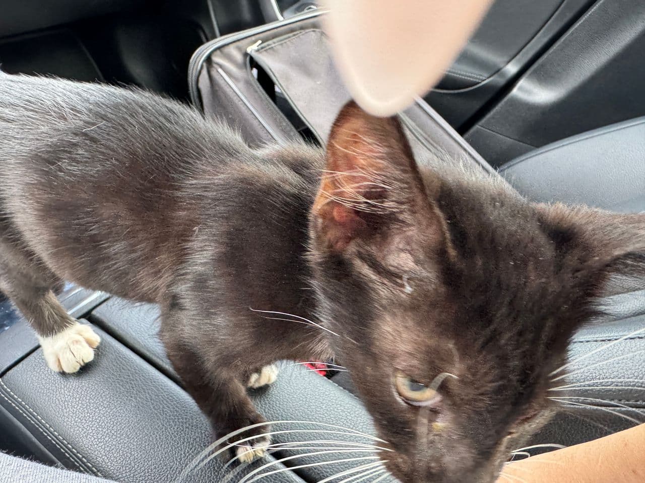 Pet travel photo 1