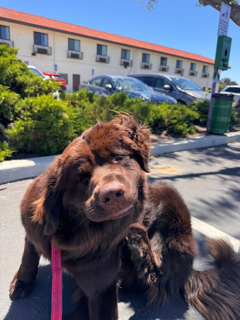 Pet travel photo 1