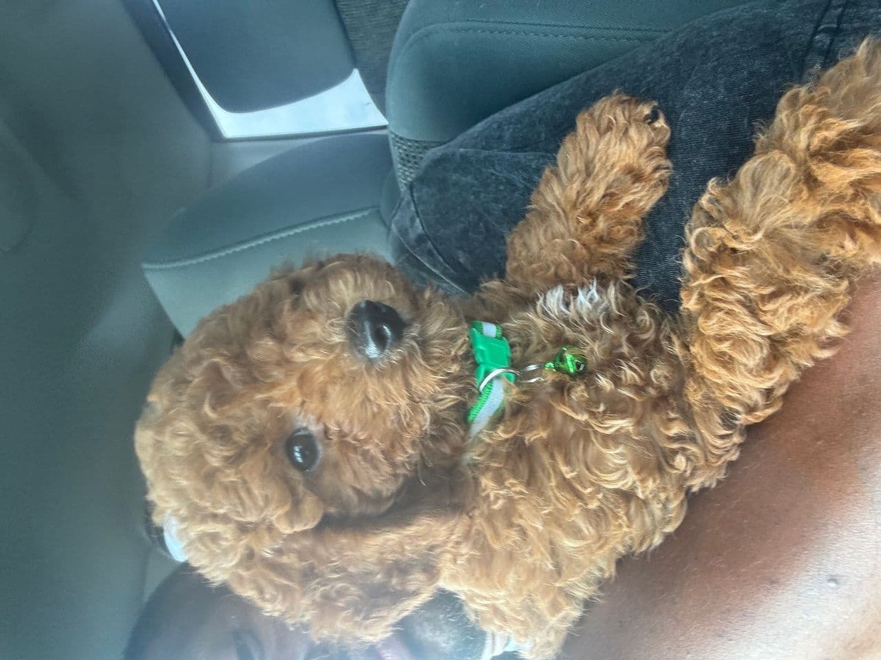 Pet travel photo 1