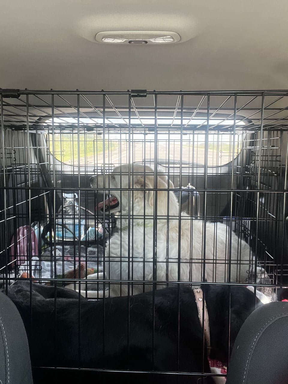Pet travel photo 5