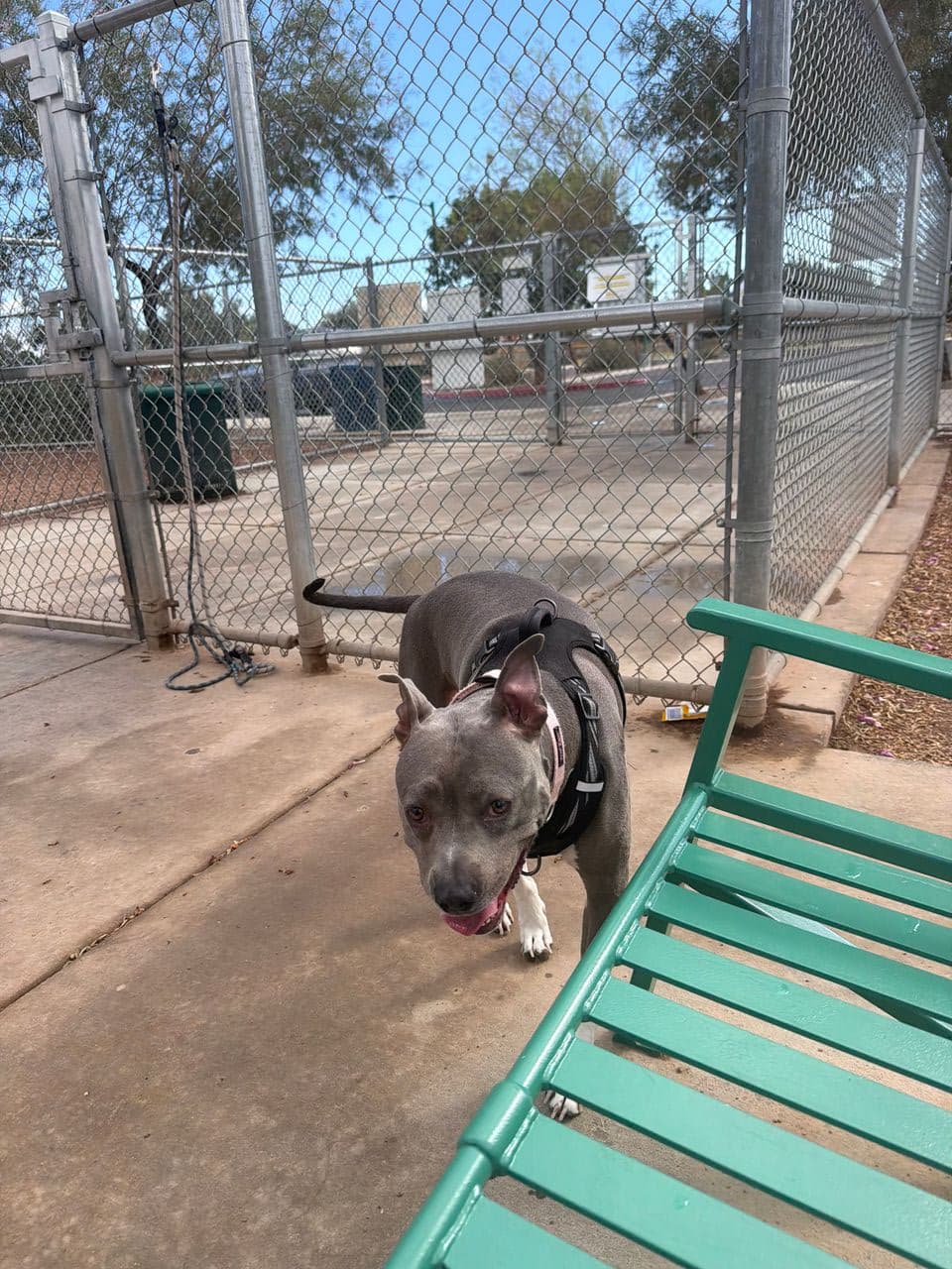 Pet travel photo 1