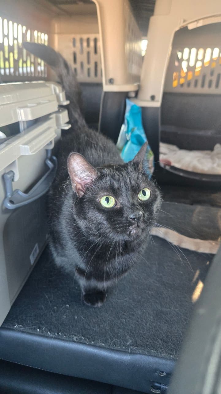 Pet travel photo 6
