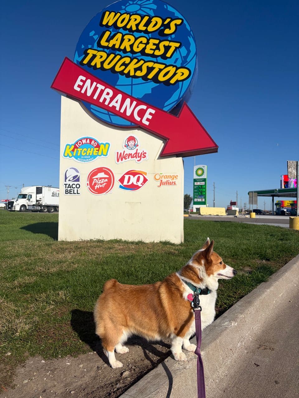 Pet travel photo 2