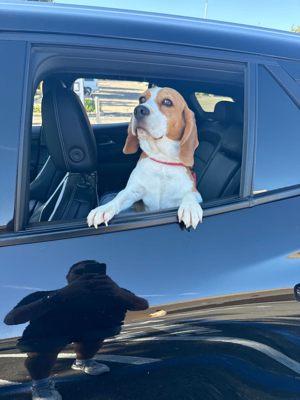 Pet travel photo 4