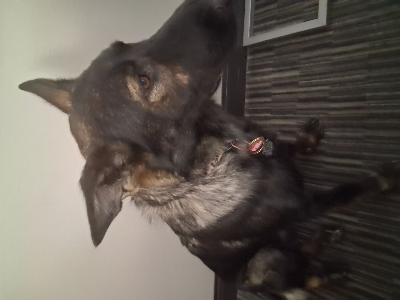 Pet travel photo 4