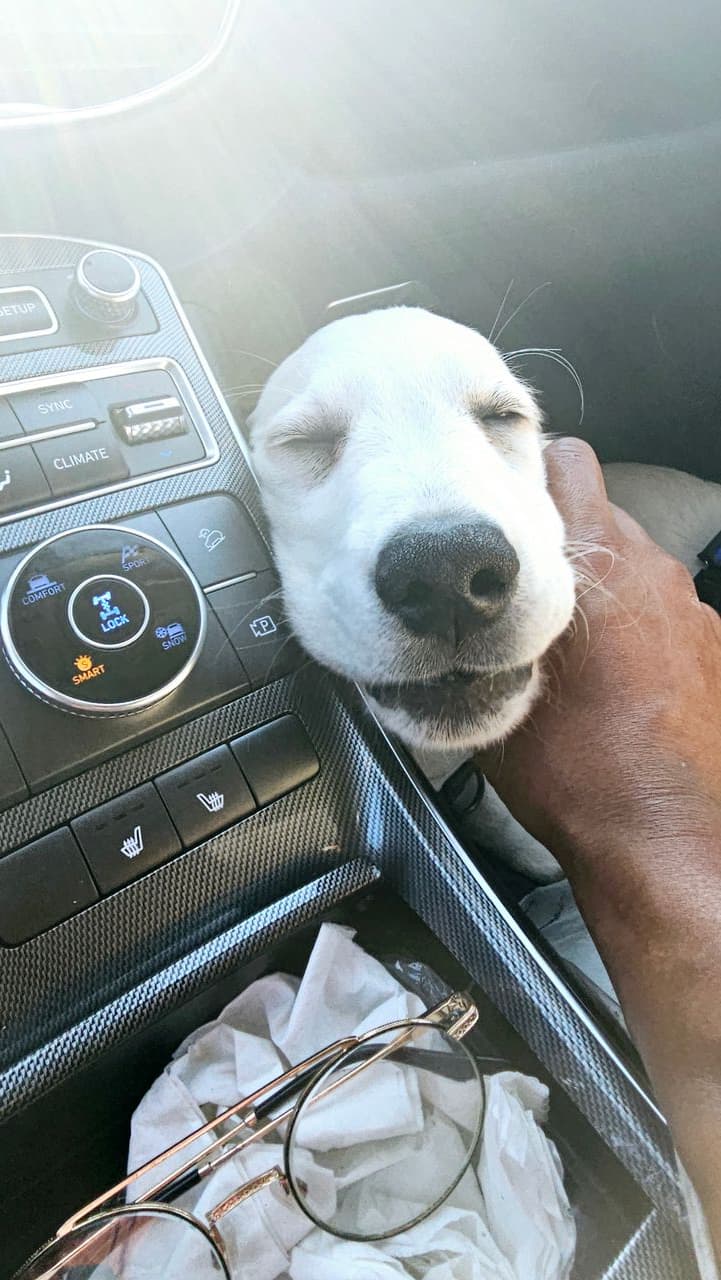 Pet travel photo 6