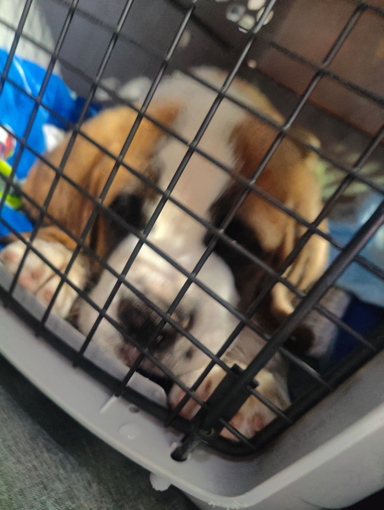 Pet travel photo 3