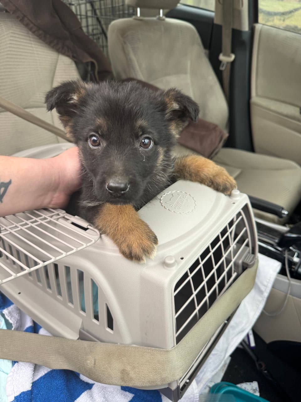 Pet travel photo 2