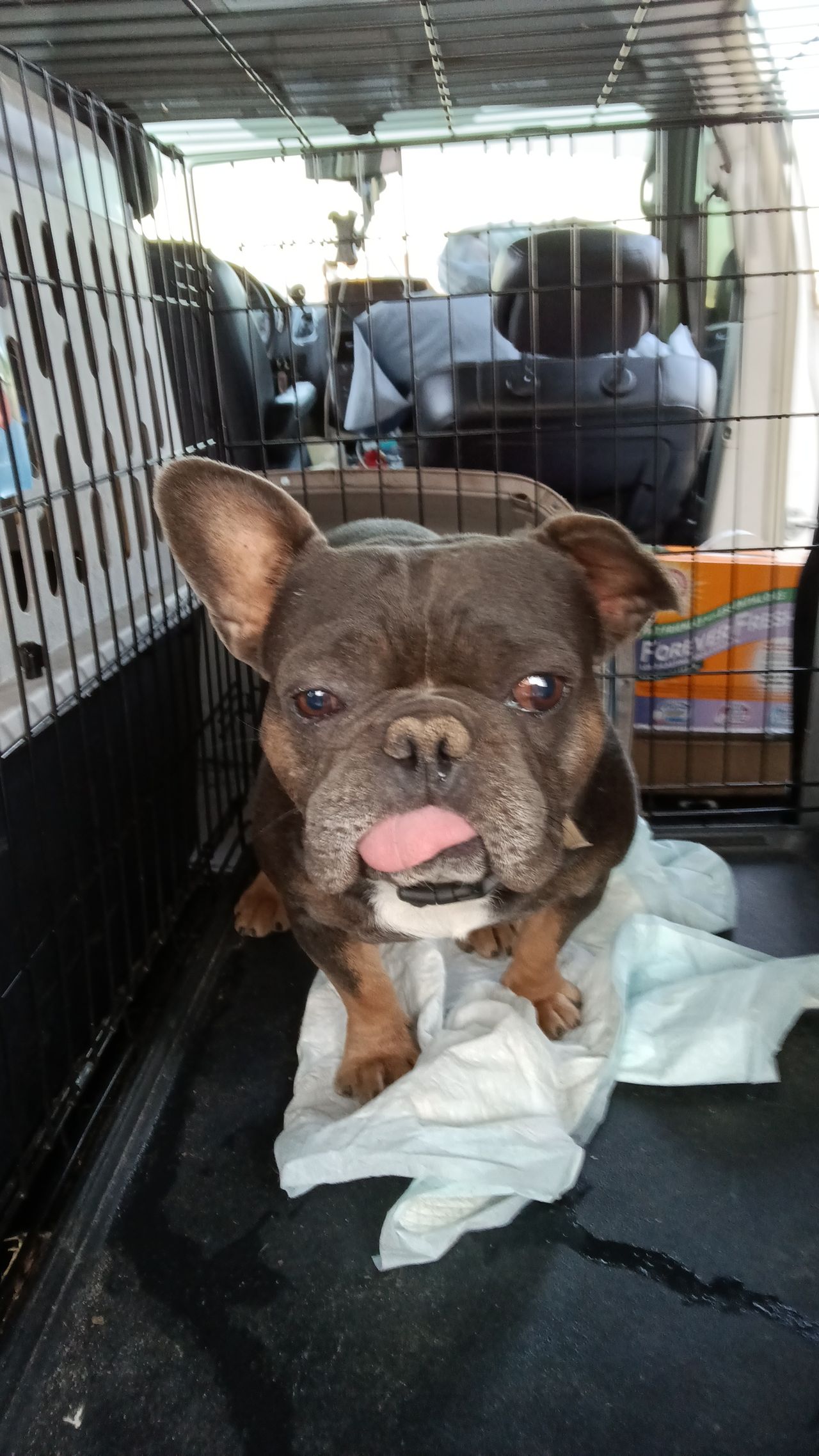Pet travel photo 5