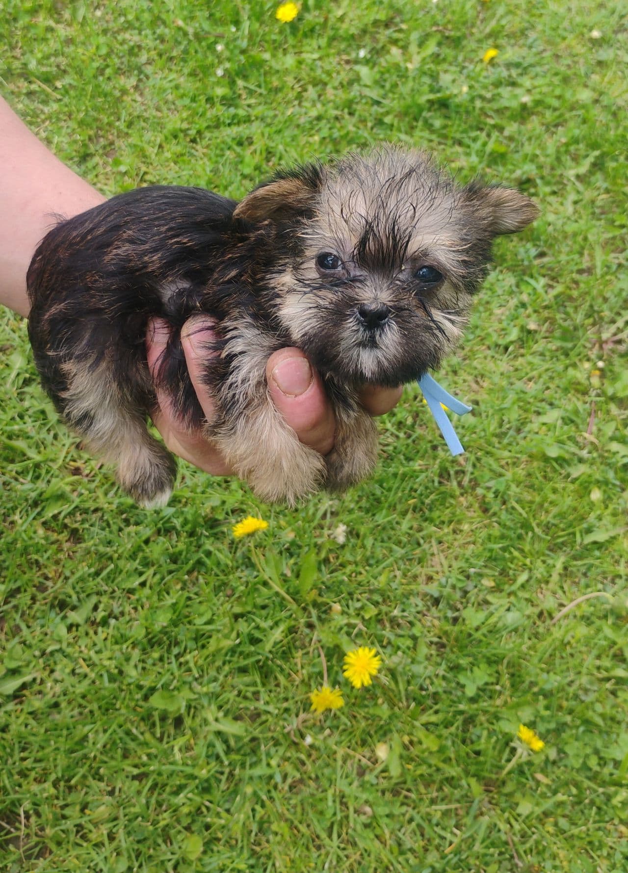 Pet travel photo 1
