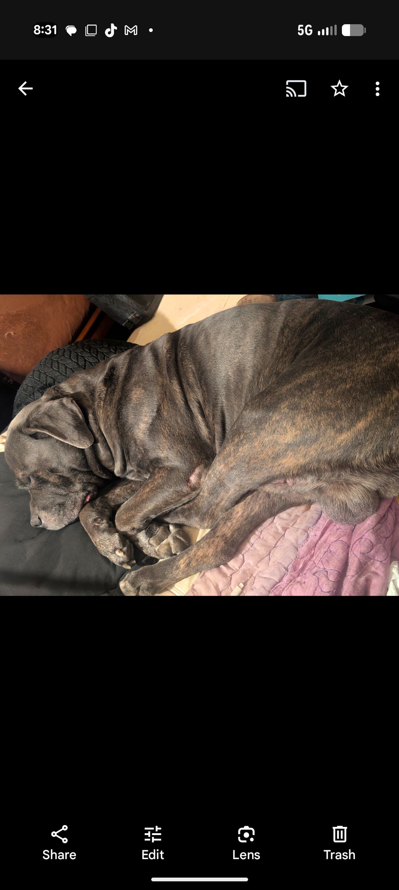 Pet travel photo 1