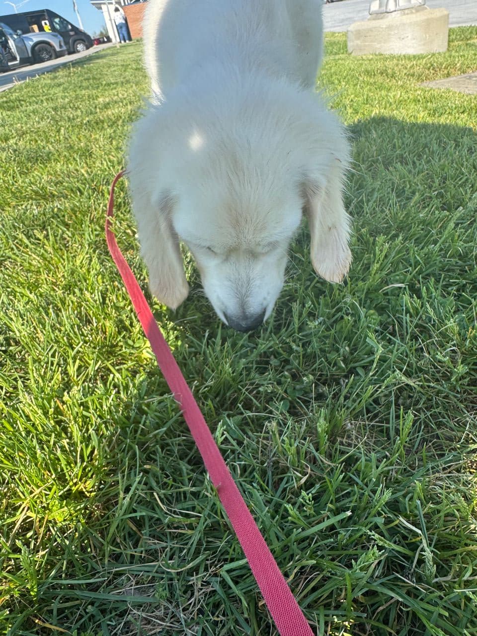 Pet travel photo 1