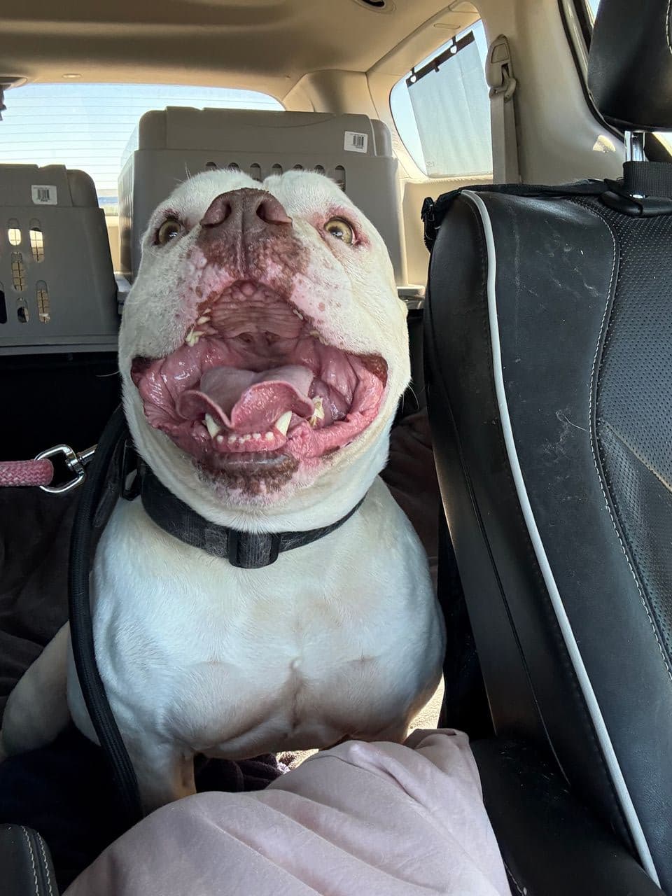Pet travel photo 6