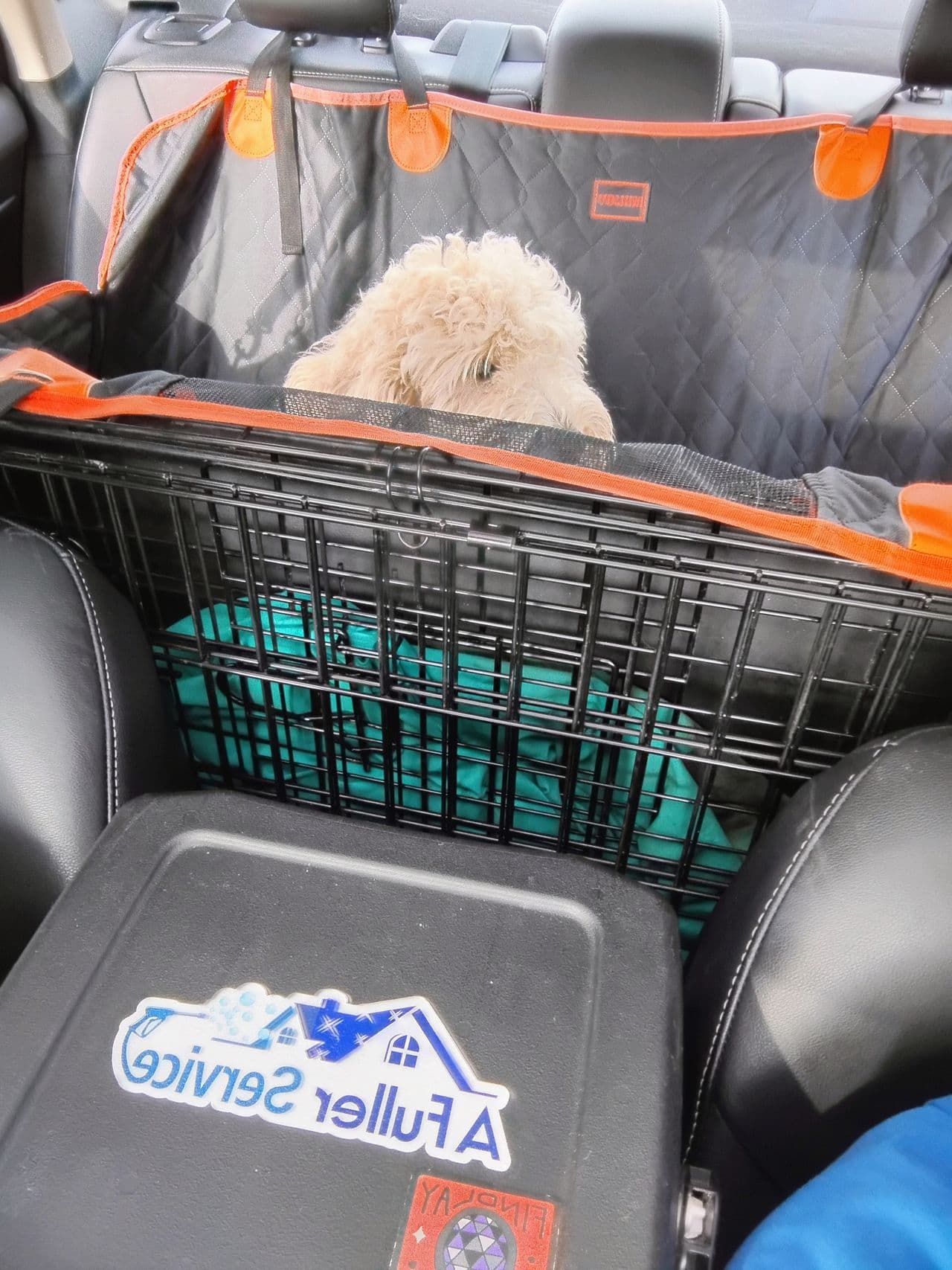 Pet travel photo 6