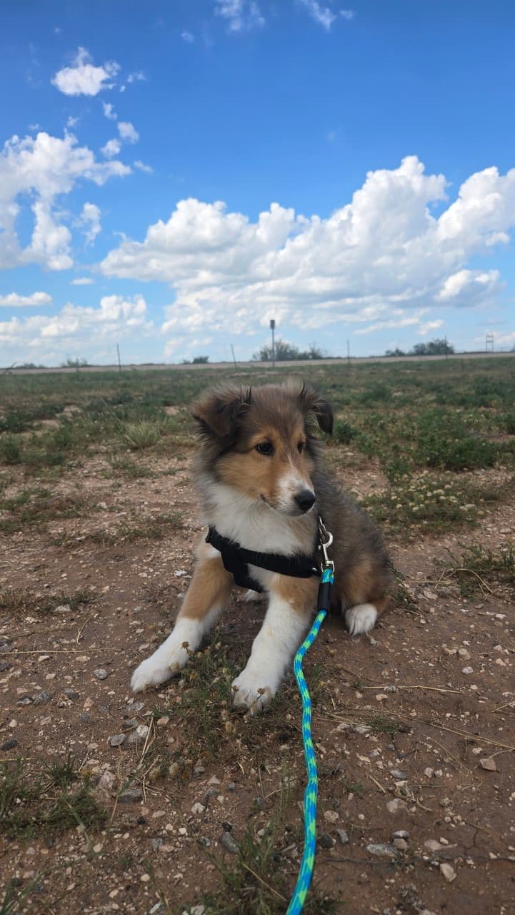 Pet travel photo 3