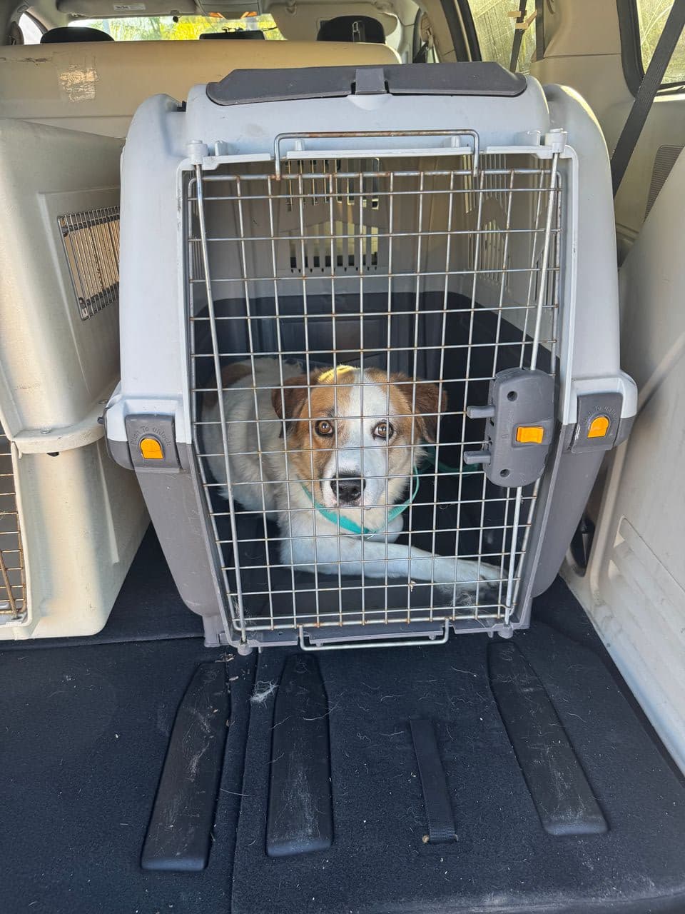 Pet travel photo 4