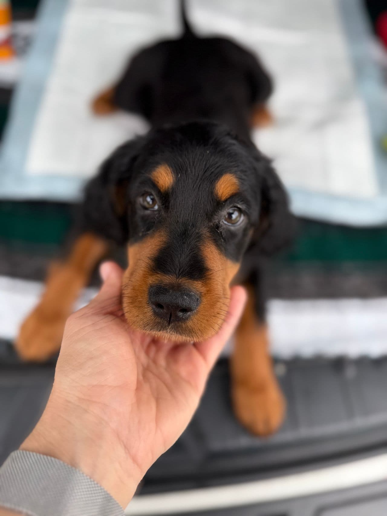 Pet travel photo 1
