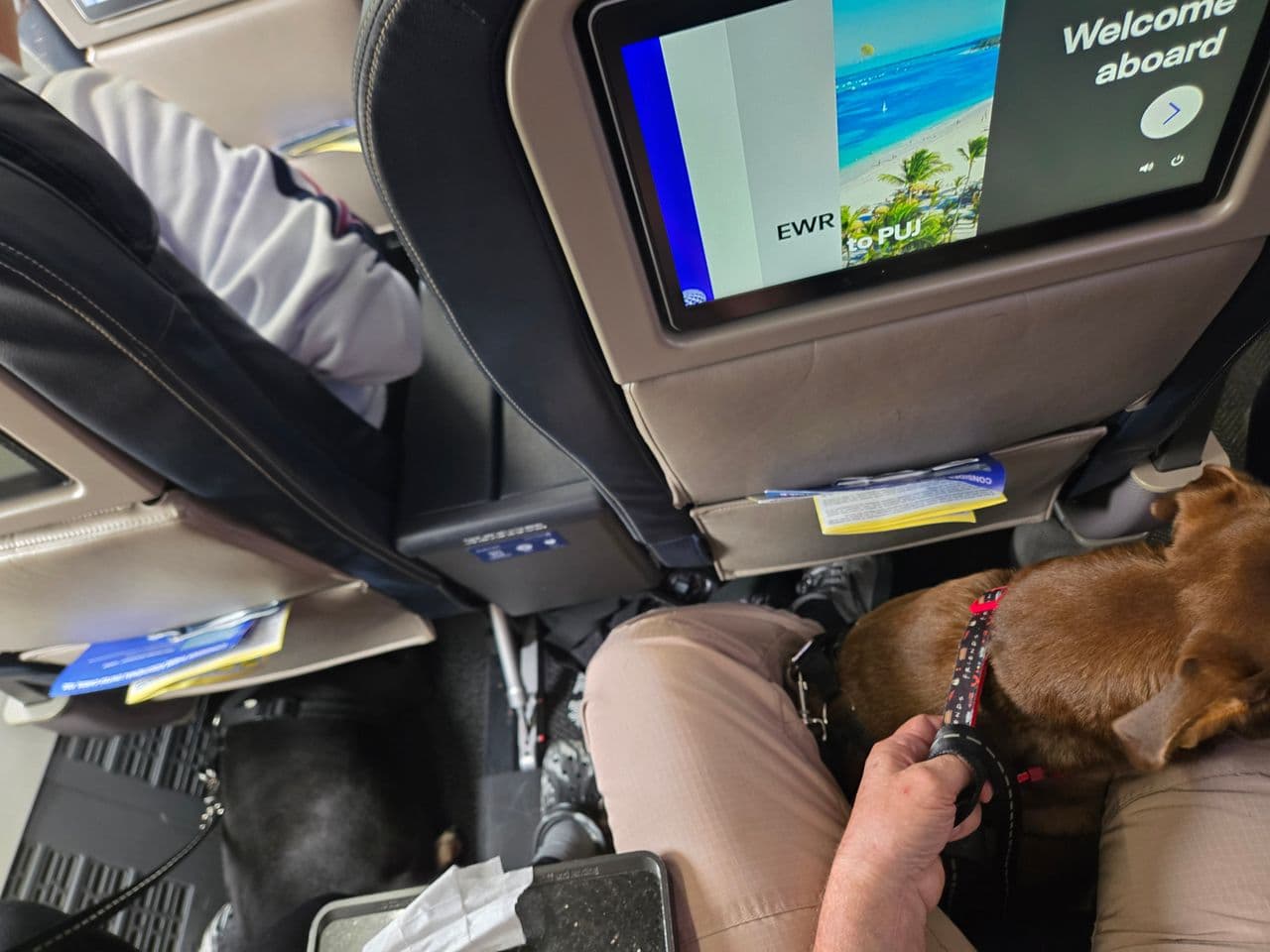 Pet travel photo 1