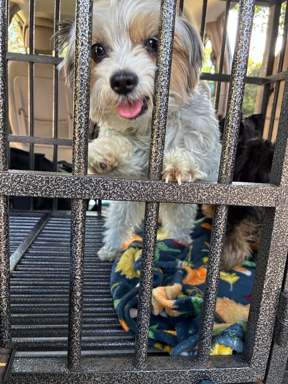 Pet travel photo 1