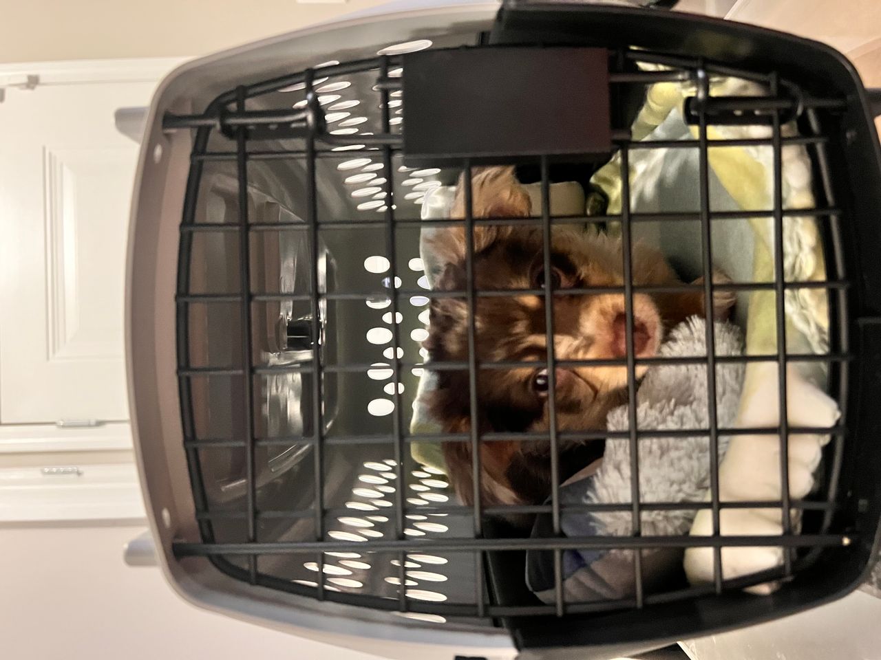 Pet travel photo 5