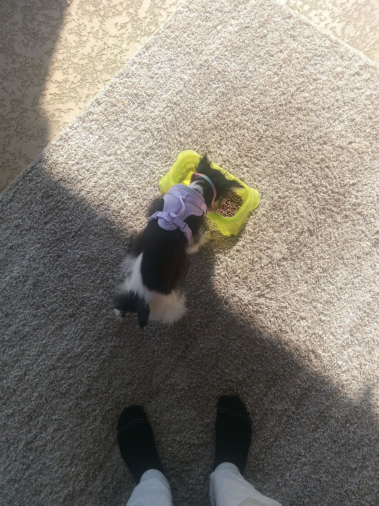 Pet travel photo 3