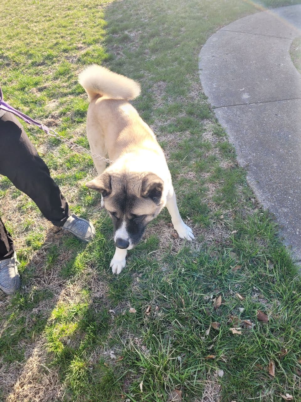 Pet travel photo 2