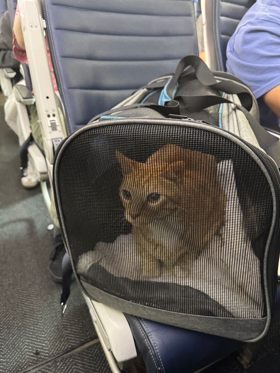 Pet travel photo 5