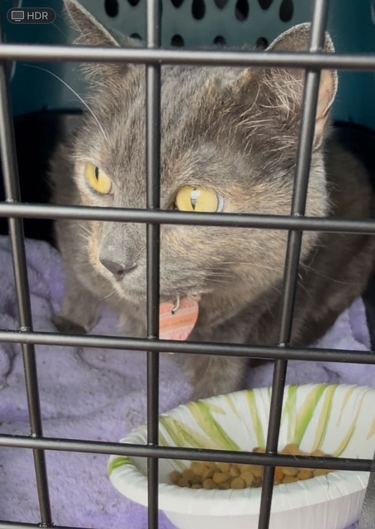Pet travel photo 1