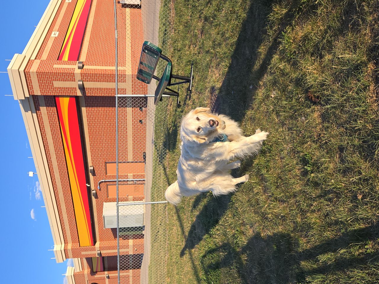 Pet travel photo 2