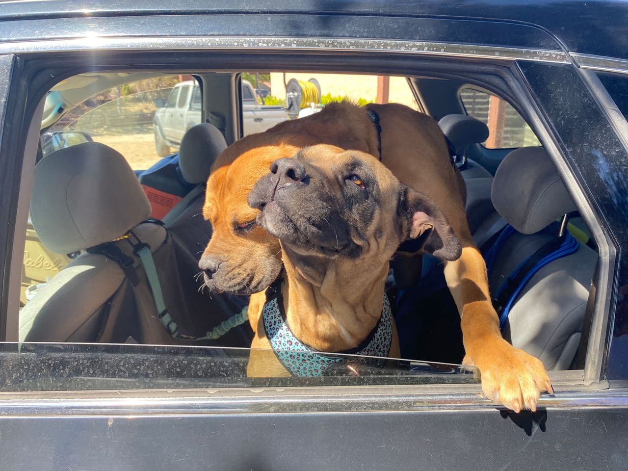 Pet travel photo 2