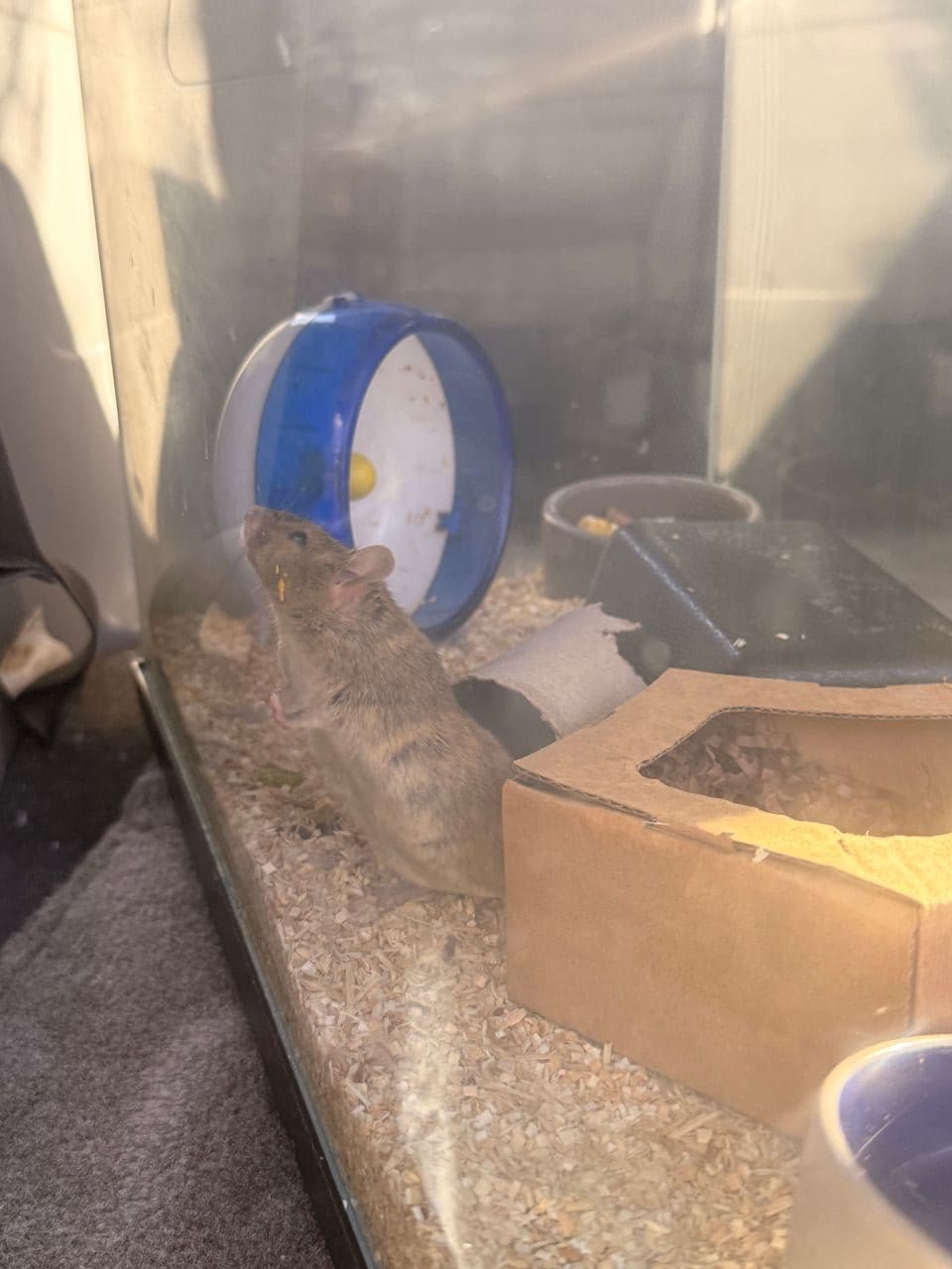 Pet travel photo 5