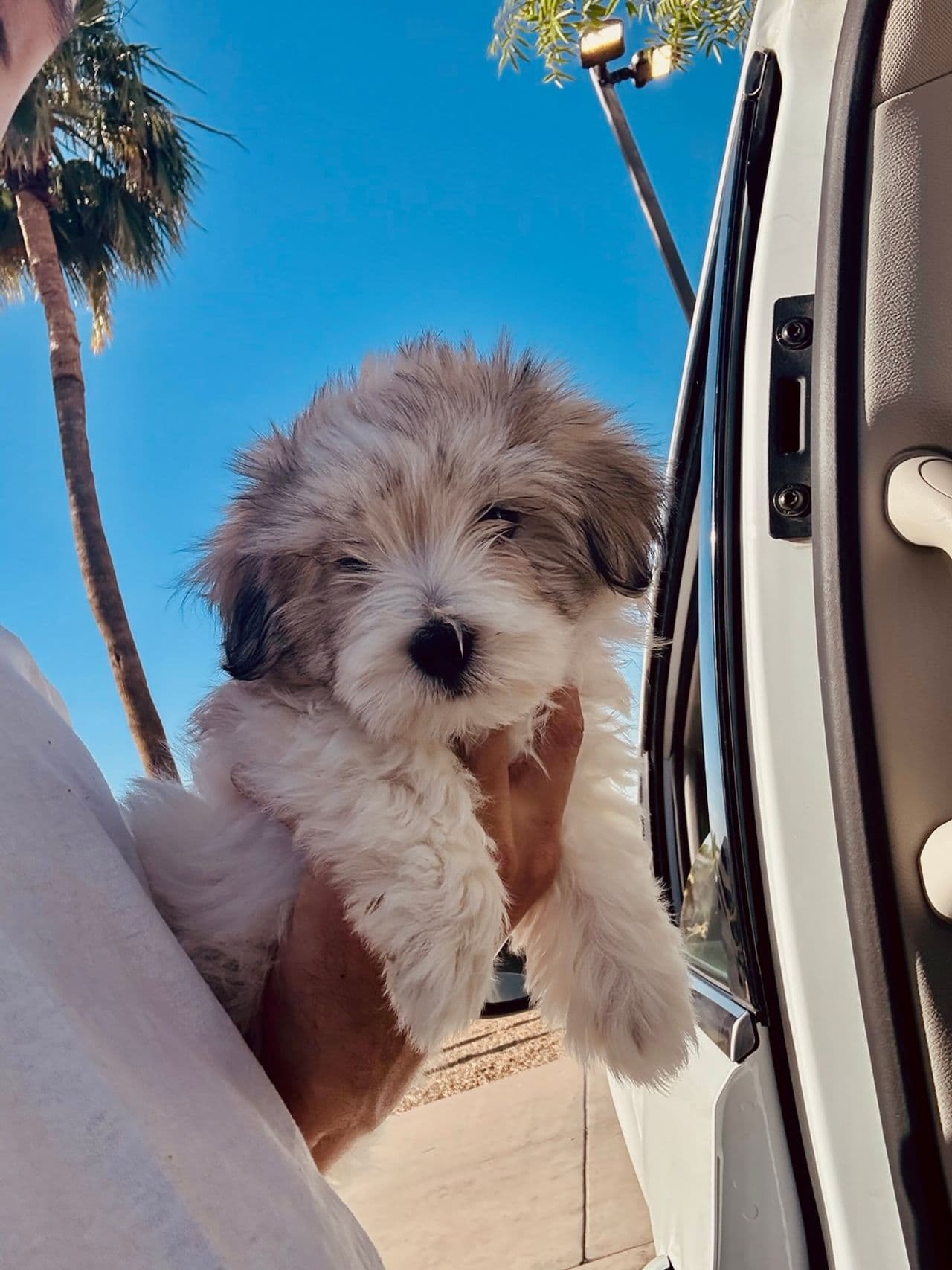 Pet travel photo 1