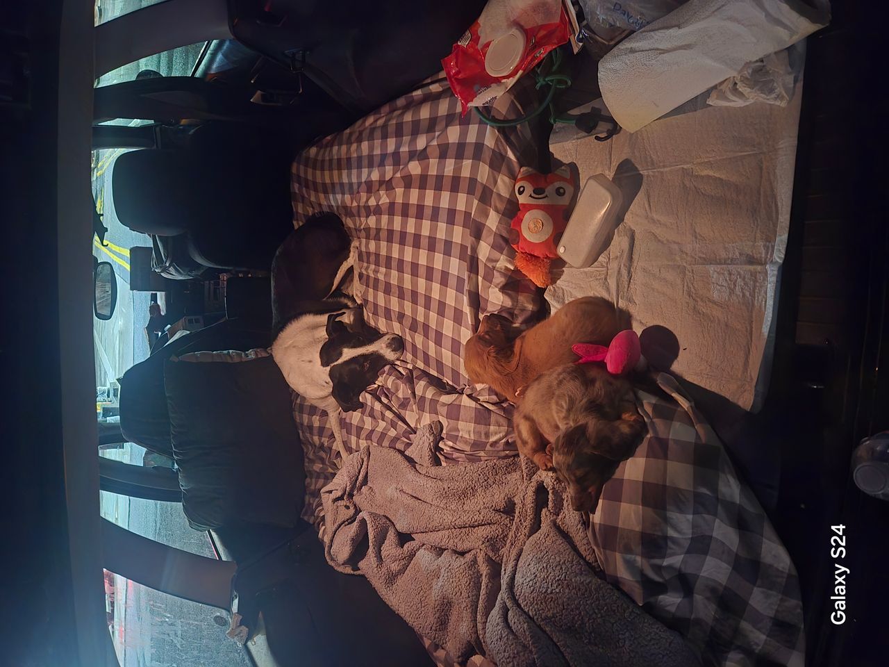 Pet travel photo 2