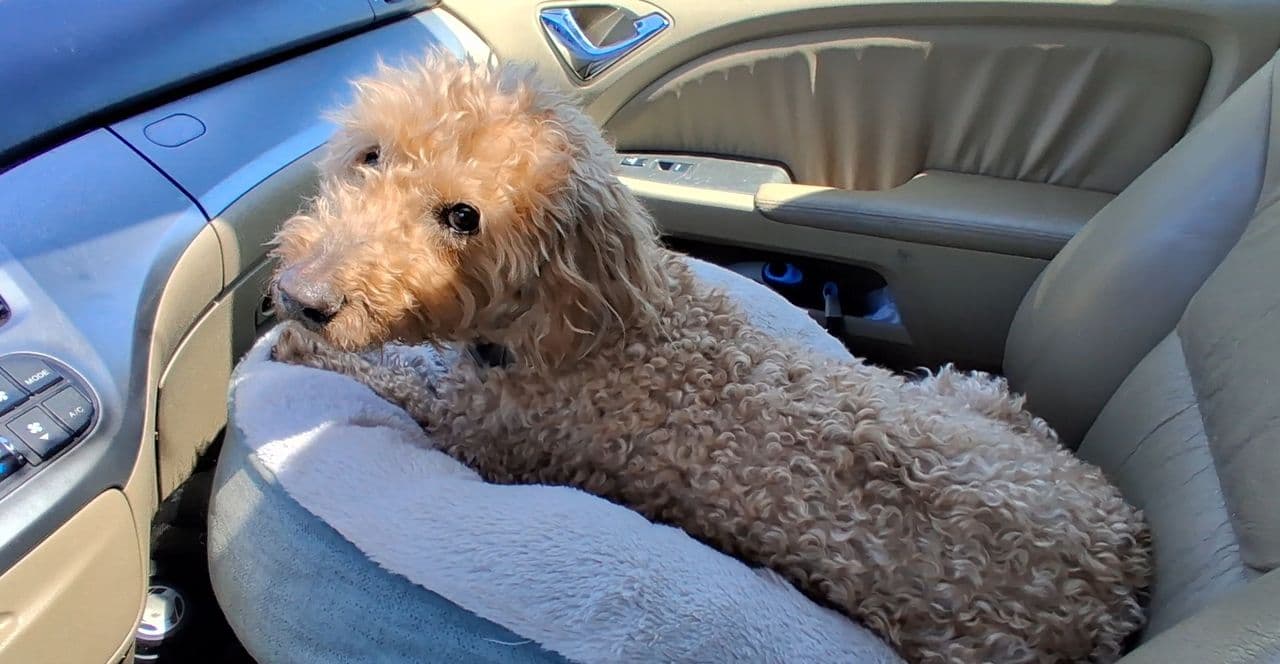 Pet travel photo 1