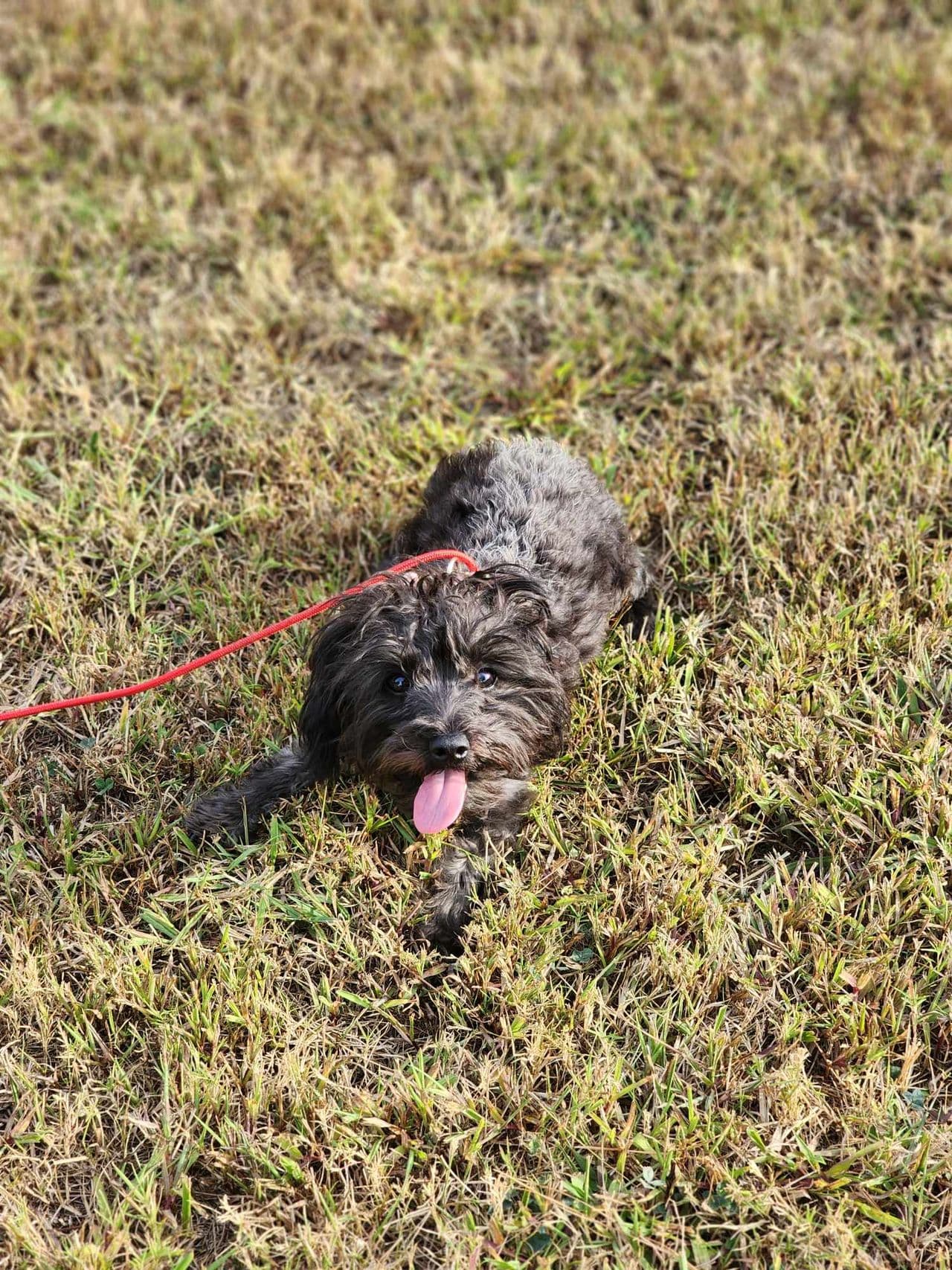 Pet travel photo 1