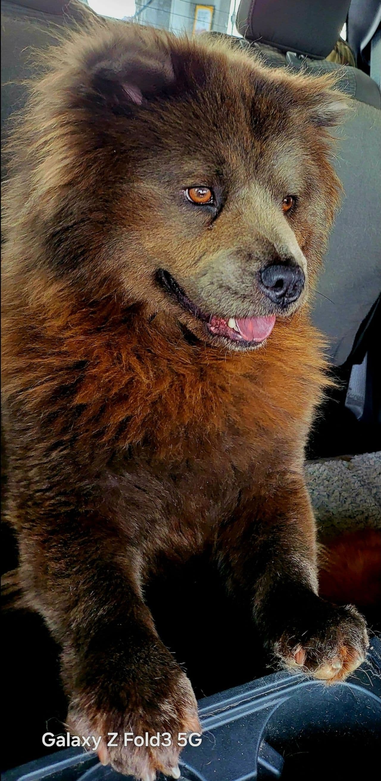Pet travel photo 5