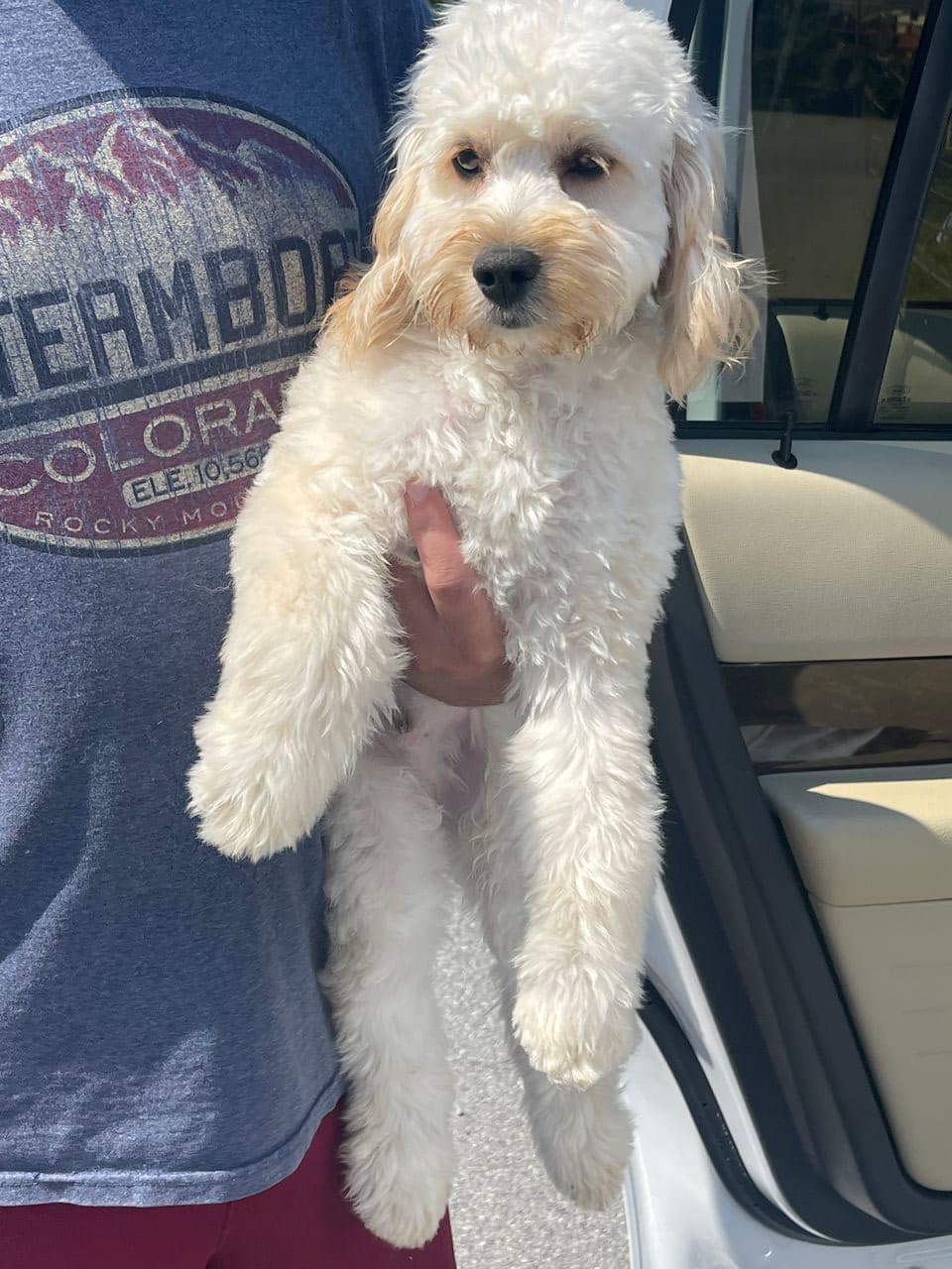 Pet travel photo 5