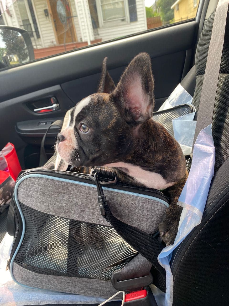 Pet travel photo 2