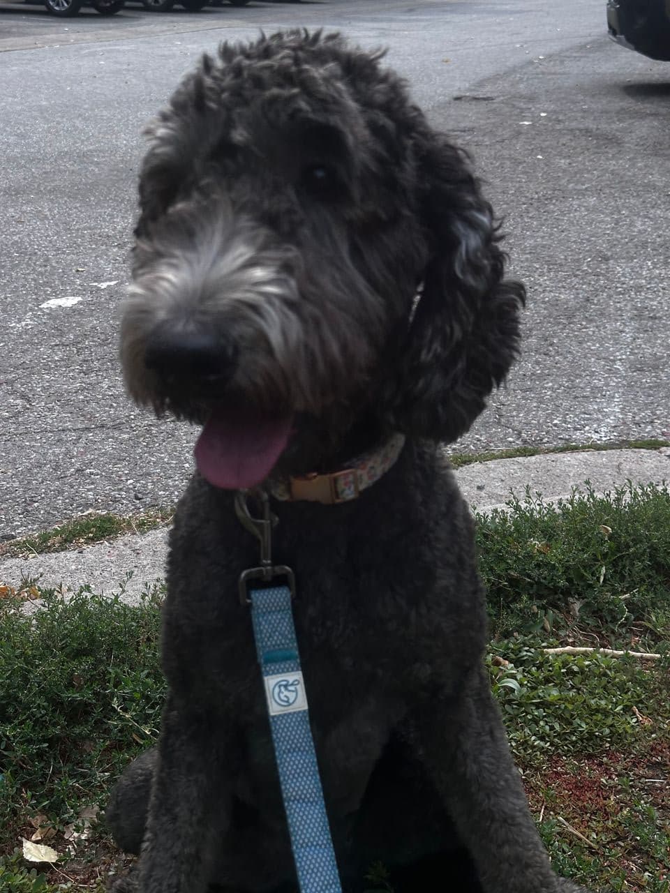 Pet travel photo 1