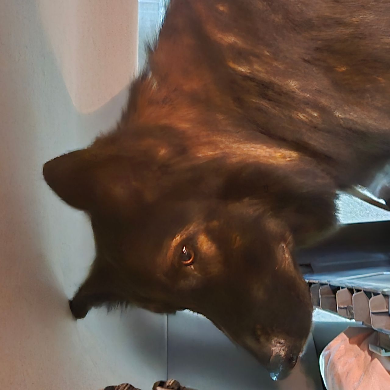Pet travel photo 3
