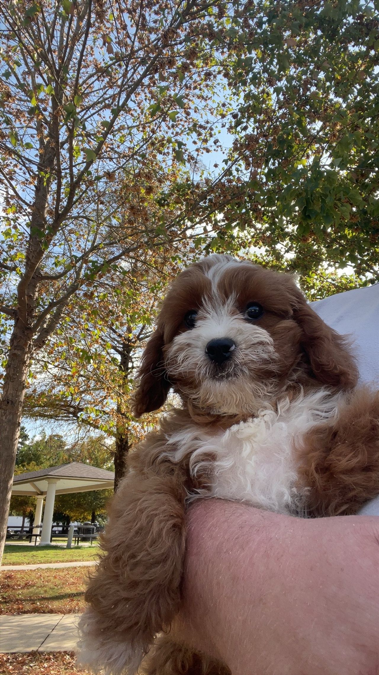 Pet travel photo 4