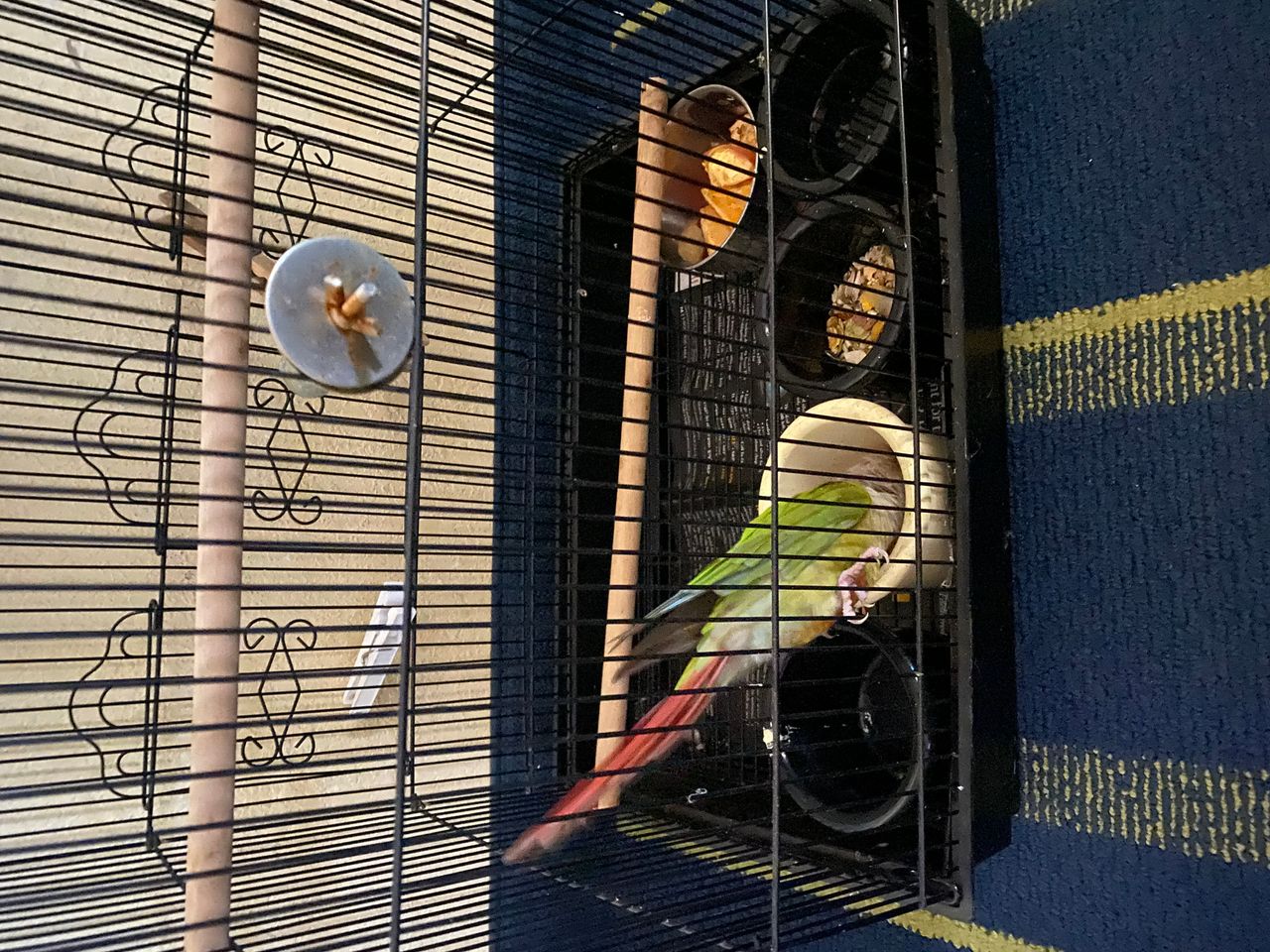 Pet travel photo 2
