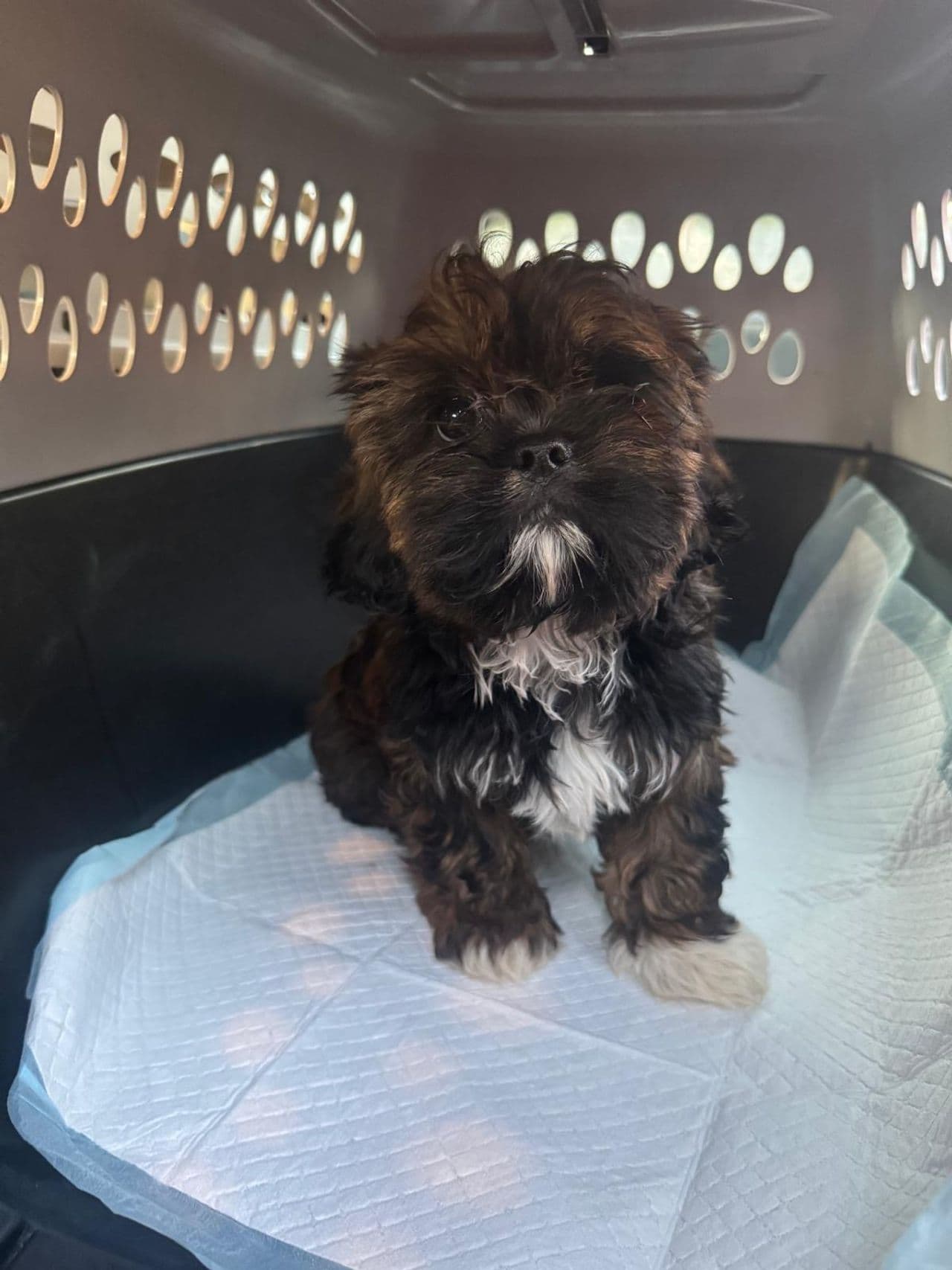 Pet travel photo 5