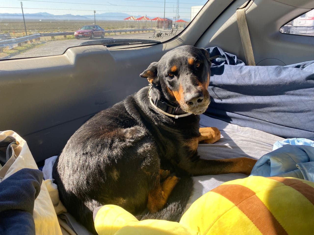 Pet travel photo 3