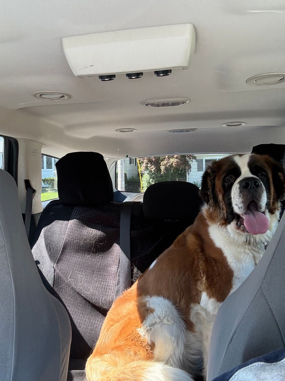 Pet travel photo 1