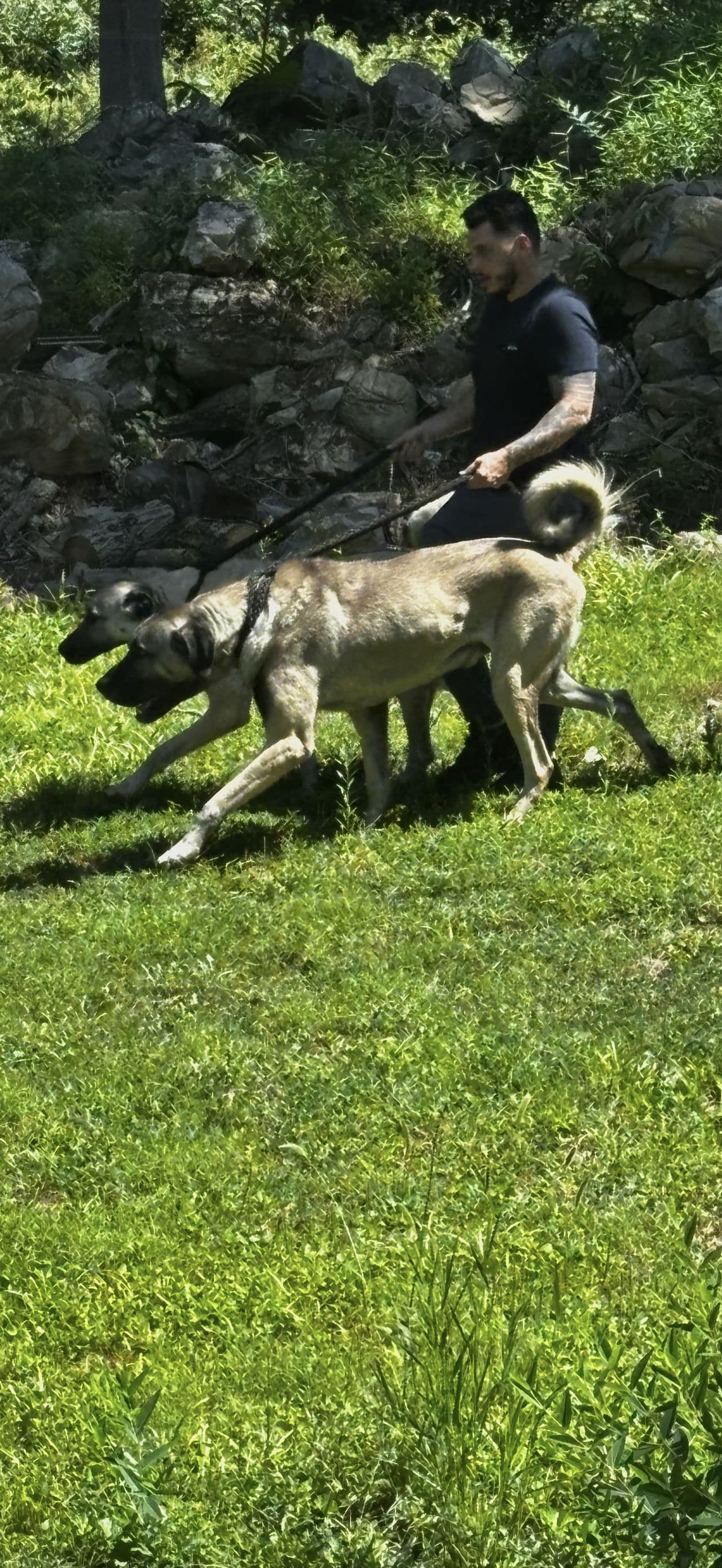 Pet travel photo 1