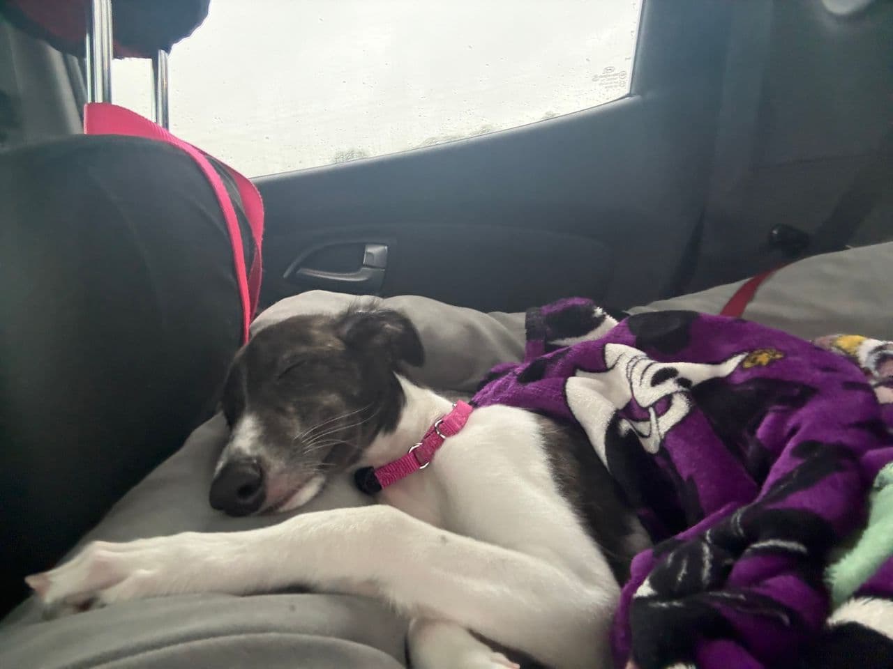 Pet travel photo 3
