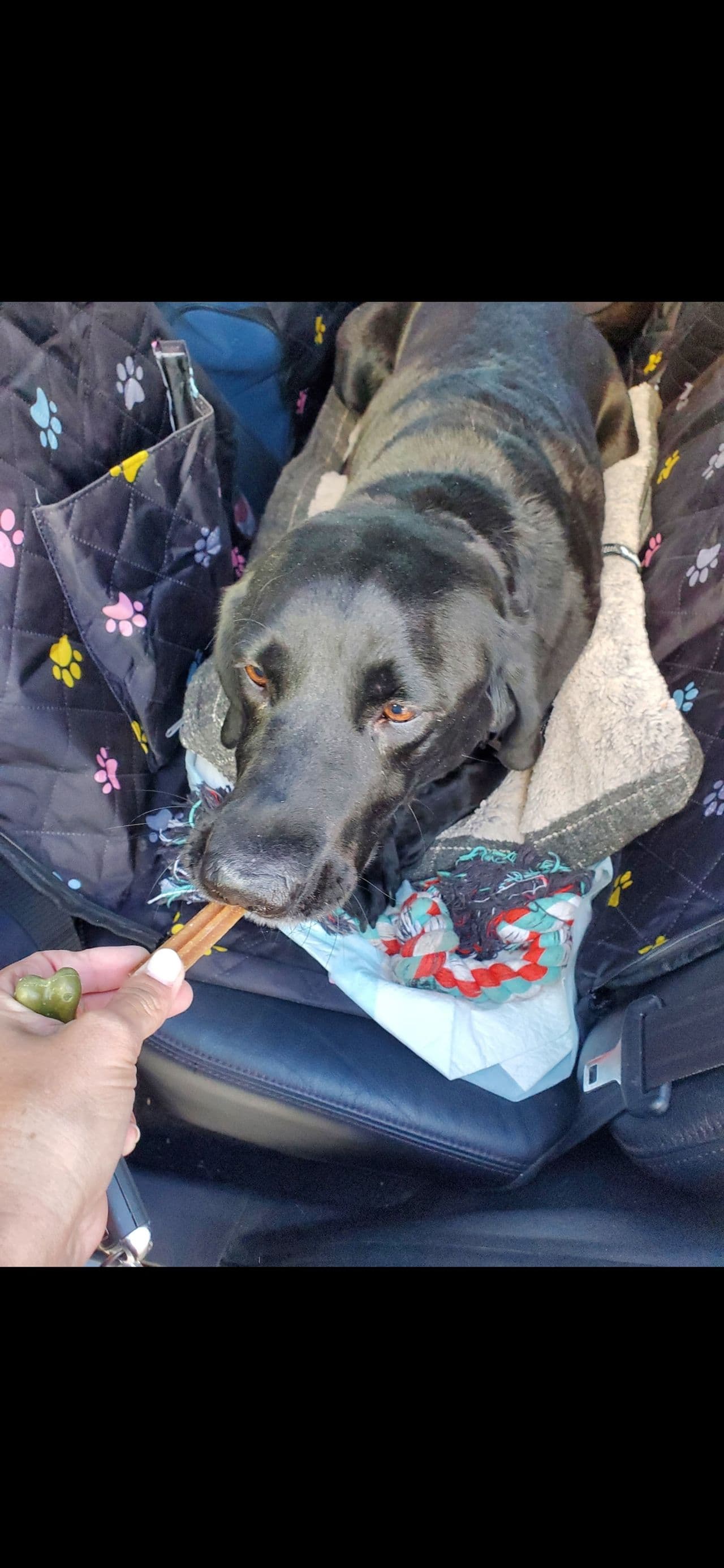 Pet travel photo 5