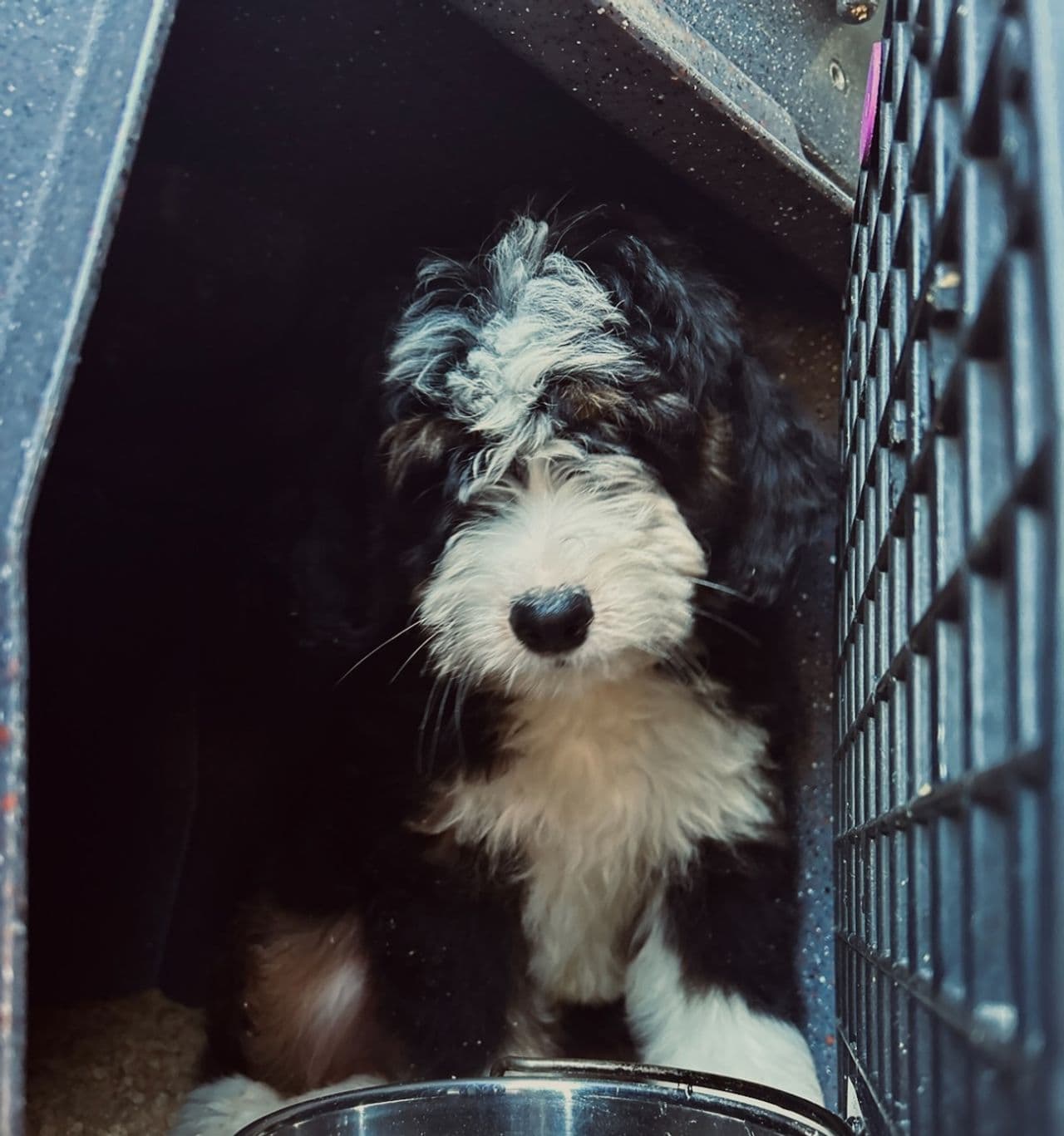 Pet travel photo 6