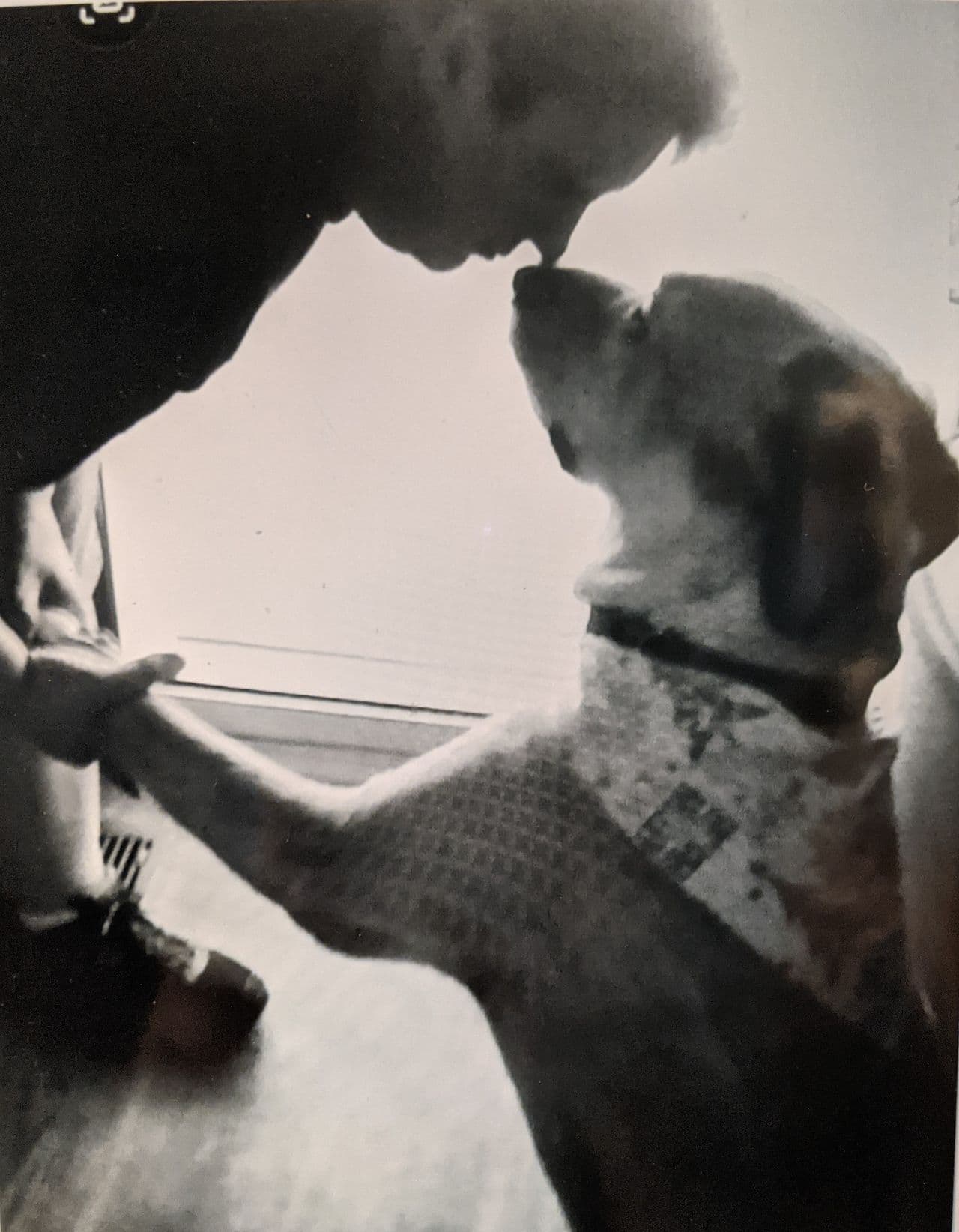 Pet travel photo 4
